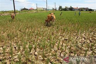 India’s Record Grain Stocks Strengthen Food Security Amid El Niño Concerns