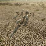 Rice Markets Face New Risks from Geopolitical Tensions and El Niño