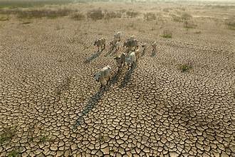 Rice Markets Face New Risks from Geopolitical Tensions and El Niño