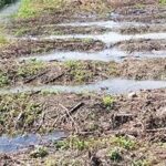 European Farmers Experience Earliest Harvests on Record Amid Climate Pressures