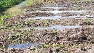 European Farmers Experience Earliest Harvests on Record Amid Climate Pressures