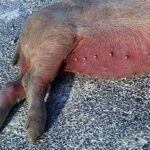 African Swine Fever Continues to Challenge Livestock Production Across Asia-Pacific