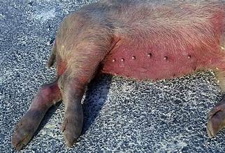 African Swine Fever Continues to Challenge Livestock Production Across Asia-Pacific