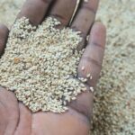 Nigeria’s Sesame Exporters Warn of Production Risks as Floods and Insecurity Threaten 2026 Season