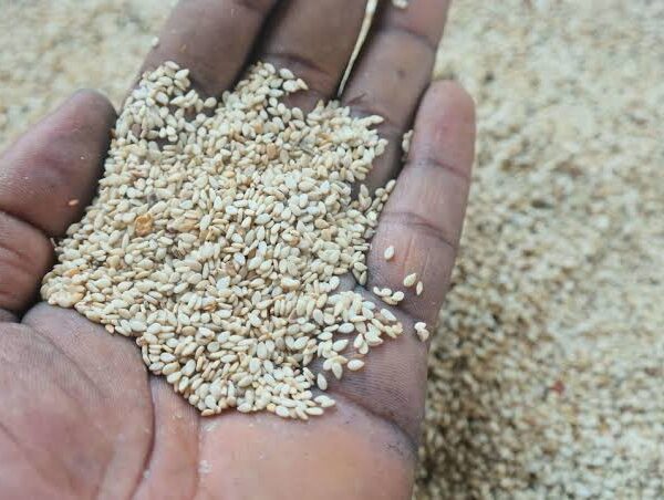 Nigeria’s Sesame Exporters Warn of Production Risks as…