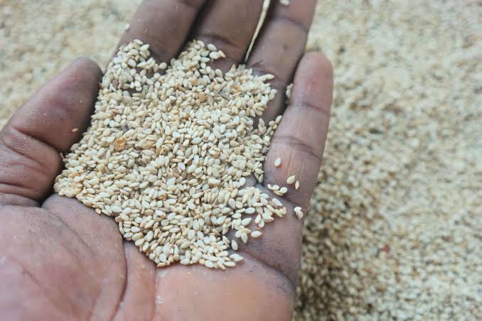 Nigeria’s Sesame Exporters Warn of Production Risks as&hellip;