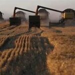 Global Wheat Supplies Expected to Tighten as Production Forecasts Decline