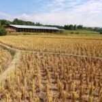 Strong El Niño Threatens Crop Production Across Asia, Raising Global Food Price Concerns