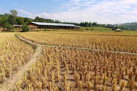 Strong El Niño Threatens Crop Production Across Asia,…