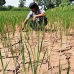 Powerful El Niño Raises Concerns Over Global Crop Production