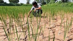 Powerful El Niño Raises Concerns Over Global Crop&hellip;