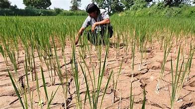 Powerful El Niño Raises Concerns Over Global Crop…