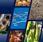Global Food Markets Face Rising Weather and Geopolitical Risks, Says FAO