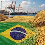 Brazil Strengthens Its Position as Global Soybean Production Leader