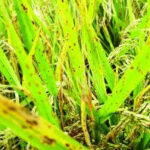Brown Spot Disease Spreads Across Rice Fields in the Philippines, Farmers Urged to Strengthen Crop Monitoring