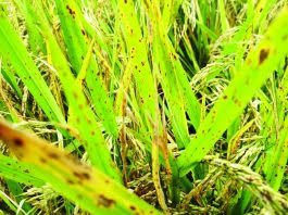 Brown Spot Disease Spreads Across Rice Fields in&hellip;