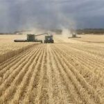 Australia Forecasts Smaller Wheat Harvest Amid Dry Conditions