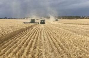 Australia Forecasts Smaller Wheat Harvest Amid Dry Conditions