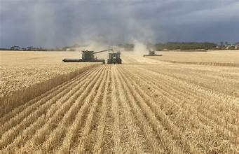 Australia Forecasts Smaller Wheat Harvest Amid Dry Conditions