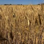 USDA Lowers U.S. Winter Wheat Production Forecast as Drought Tightens Global Supplies