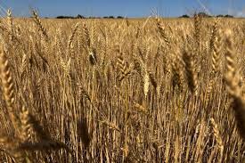 USDA Lowers U.S. Winter Wheat Production Forecast as Drought Tightens Global Supplies