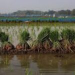 Global Grain Stocks May Cushion Food Supply Shocks Despite Weather Concerns