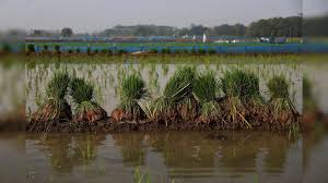 Global Grain Stocks May Cushion Food Supply Shocks&hellip;