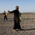 Iraq’s Rice Production Rebounds After Drought, Climate Risks Persist