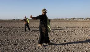 Iraq’s Rice Production Rebounds After Drought, Climate Risks&hellip;