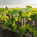 China’s Soybean Imports Projected to Increase in 2026/27 Marketing Year