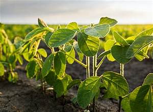 China’s Soybean Imports Projected to Increase in 2026/27 Marketing Year