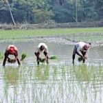 Bangladesh Launches Tk10,000 Crore Agricultural Refinancing Scheme to Boost Farm Production