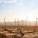 Climate Extremes Threaten Global Fruit Production as Weather Patterns Become More Unpredictable