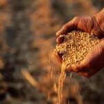 Global Cereal Production Expected to Decline in 2026/27 as Wheat Harvests Fall