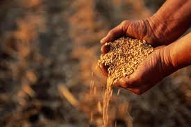 Global Cereal Production Expected to Decline in 2026/27…