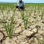 Â Asian Farmers Face Growing Crop Stress as Heat and Dry Weather Persist