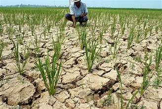 Â Asian Farmers Face Growing Crop Stress as Heat…