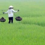 Rising Fertilizer Prices Increase Pressure on Farmers and Global Food Production