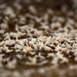 US Confirms Additional New World Screwworm Cases, Intensifies Measures to Protect Livestock