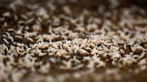 US Confirms Additional New World Screwworm Cases, Intensifies Measures to Protect Livestock