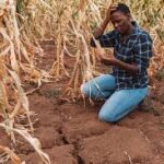 Extreme Heat Threatens Global Food Systems, FAO and WMO Warn