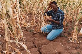 Extreme Heat Threatens Global Food Systems, FAO and WMO Warn