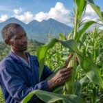 Rwanda Nears Approval of First Biotech Crops After Successful Field Trials