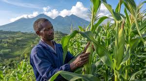 Rwanda Nears Approval of First Biotech Crops After&hellip;