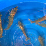 Scientists Launch Vaccination Programs for Honeybees and Shrimp to Combat Disease Threats