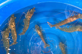Scientists Launch Vaccination Programs for Honeybees and Shrimp&hellip;
