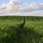 China Accelerates Agricultural Modernization with Focus on Technology, Mechanization, and Food Security