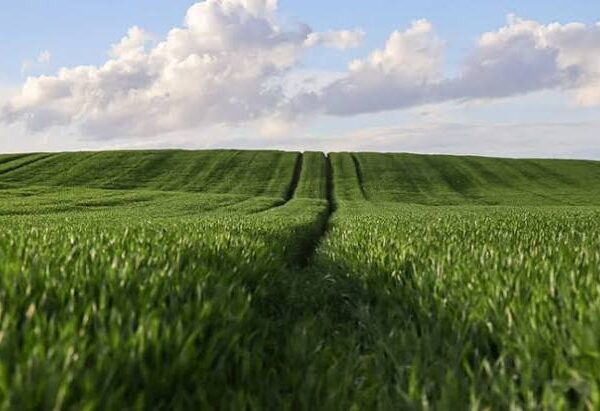 China Accelerates Agricultural Modernization with Focus on Technology,&hellip;
