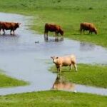 Animal Disease Threats Raise Global Food Security Concerns