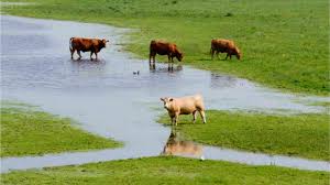 Animal Disease Threats Raise Global Food Security Concerns